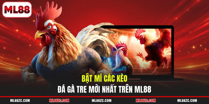 Đá Gà Tre - Trải Nghiệm Từng Trận Đấu Gay Cấn 2026 3 Bật mí các kèo đá gà tre mới nhất trên ML88